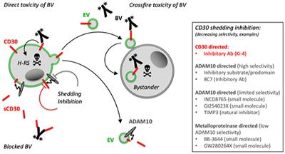 Role of ADAM10 as a <mark class="highlighted">CD30</mark> Sheddase in Classical Hodgkin Lymphoma